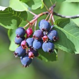 irga-honeywood-20-300x300