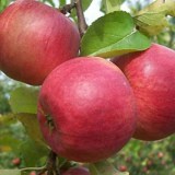 Жигулёвское