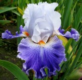 Ирис