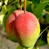 Киргизская