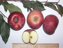 Красноглинское