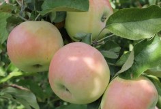 Куйбышевское3