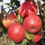 Персиковое