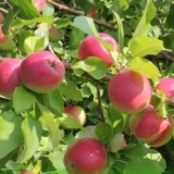 Рождественское1