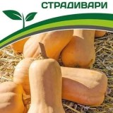 Страдивари