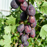 Черносливовый