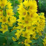 вербейник1-600x600